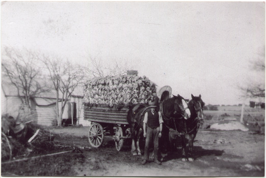 F6   48  MAV 00585  V Peterson  Caulis to market  1920
