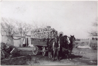 F6   48  MAV 00585  V Peterson  Caulis to market  1920