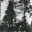 Path  Pine trees Front House Rietmann - (2 of 4)