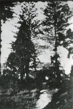 Path  Pine trees Front House Rietmann - (2 of 4)