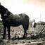 PHOTO higgins farm 002 c1930.jpg