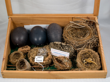 Education, Nests, Eggs in a Glass Case, c1900