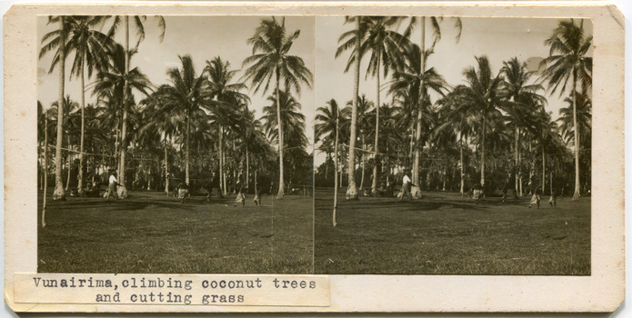 29	Vunairima, climbing coconut trees and cutting grass