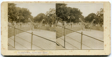 1	Giraffes, Sydney Zoo