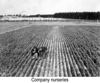Photograph, Company Nursery, Dartmoor, n.d