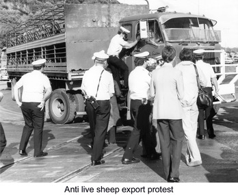 Photograph - Photograph - protest against live sheep transport, n.d