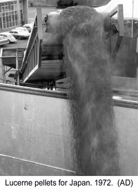 Photograph - Photograph - Lucerne pellets for the Japanese market, 1972