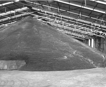 Photograph - Photograph - Sunflower seeds or Lucerne pellets, 1972