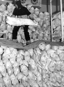 Photograph - Photograph - frozen meat for loading onto ship, n.d