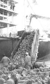 Photograph - Photograph - Sheep being loaded onto live transport ship, n.d