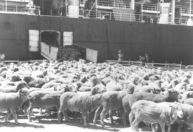 Photograph - Photograph - Sheep loaded onto "Danny F", live transport ship, 01/12/1981