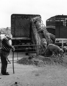Photograph - Photograph - Sheep unloaded off truck for live transport, n.d