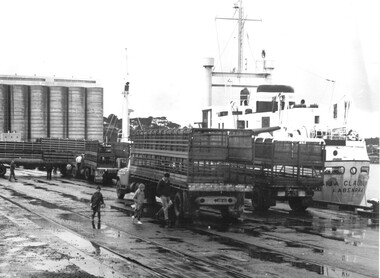 Photograph - Photograph - Sheep loaded onto live transport ship, n.d