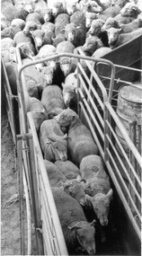 Photograph - Photograph - Ramp to load sheep onto ship moved into position with crane, n.d