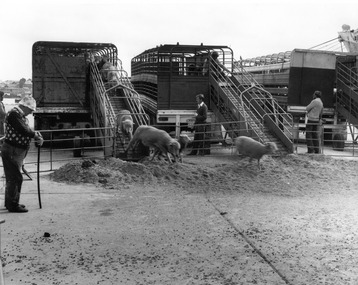 Photograph - Photograph - Sheep unloaded off truck for live transport, n.d