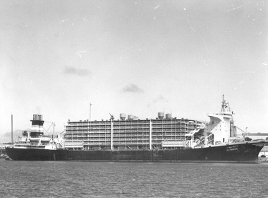 Photograph - Photograph - "Al-Qurain" live sheep transport ship at berth, n.d