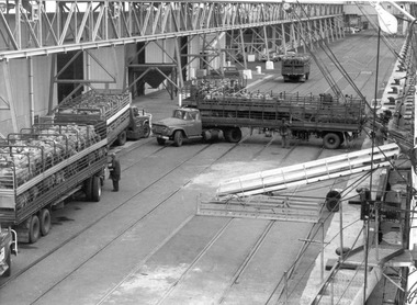Photograph - Photograph - Live sheep being loaded onto live sheep transport ship from trucks, n.d