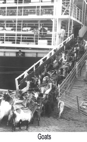 Photograph - Photograph - Contact sheet of 8 negative of cattle loaded onto live transport ship, n.d
