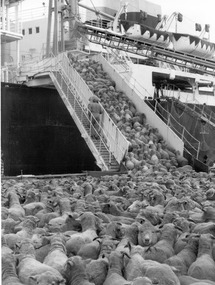 Photograph - Photograph - Live sheep being loaded onto live sheep transport ship from trucks, n.d