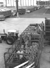 Photograph - Photograph - Live sheep being loaded onto live sheep transport ship from trucks, n.d