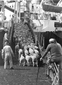 Photograph - Photograph - Live sheep being loaded onto live sheep transport ship from trucks, n.d