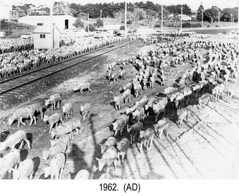 Photograph - Photograph - Live sheep herded in preparation for live sheep transport, 1962