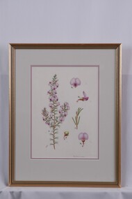 Drawing, Collin Elwyn Woolcock, Burtonia scabra (Painted Lady), n.d