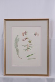 Drawing - Drawing, botanical, Collin Elwyn Woolcock, Acrotriche serrulata (Honeypots), 1989