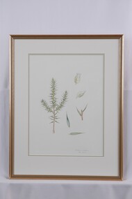 Drawing, Collin Elwyn Woolcock, Melichrus urceolatus (Urn Heath), 1982