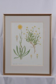 Drawing - Drawing, botanical, Collin Elwyn Woolcock, Cotula coronopifolia (Water Buttons). Podolepis jaceoides (Showy Podolepis), 1985