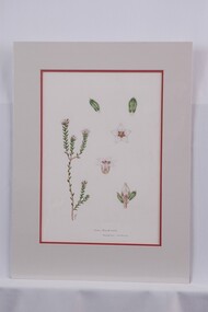 Drawing - Drawing, botanical, Collin Elwyn Woolcock, Leucopogon montanus (Snow Beard-heath), 1982