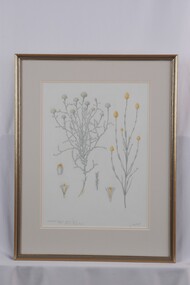 Drawing - Drawing, botanical, Collin Elwyn Woolcock, Calocephalus brownii (Cushion Plant). Calocephalus citreus (Lemon Beauty-Heads), 1985