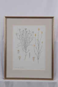 Drawing - Drawing, botanical, Collin Elwyn Woolcock, Calocephalus brownii (Cushion Plant). Calocephalus citreus (Lemon Beauty-Heads), 1985