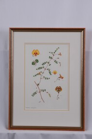 Drawing - Drawing, botanical, Collin Elwyn Woolcock, Bossiaea cordigera (Wiry Bossiaea), n.d