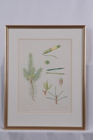 Drawing, Collin Elwyn Woolcock, Astroloma pinifolium (Pine Heath), 1972