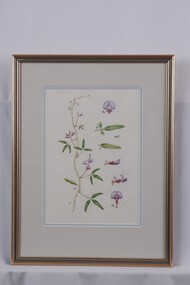 Drawing - Drawing, botanical, Collin Elwyn Woolcock, Glycine clandestina (Twining glycine), 1970-1990