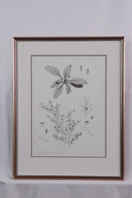 Drawing - Drawing, botanical, Collin Elwyn Woolcock, Cymbonotus preissianus (Austral Bear's Ears); Centipeda minima (Spreading Sneezweed). Centipeda cunninghamii (Common Sneezeweed), 1970-1990