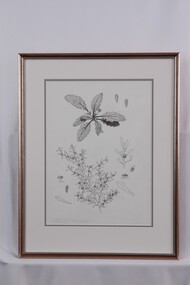 Drawing, Collin Elwyn Woolcock, Cymbonotus preissianus (Austral Bear's Ears); Centipeda minima (Spreading Sneezweed). Centipeda cunninghamii (Common Sneezeweed), 1970-1990