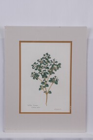 Drawing - Drawing, botanical, Collin Elwyn Woolcock, Correa alba (White Correa), n.d