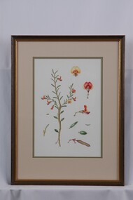 Drawing, Collin Elwyn Woolcock, Bossiaea heterophylla (Variable Bossiaea), 1976