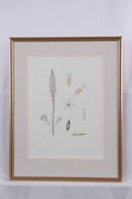 Drawing - Drawing, botanical, Collin Elwyn Woolcock, Epacris lanuginosa (Woolly-style Heath), 1970-1990