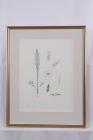 Drawing - Drawing, botanical, Epacris lanuginosa (Woolly-style Heath), 1970-1990