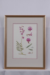 Drawing - Drawing, Botanical, Swainsona phacoides (Dwarf Swainson Pea), n.d