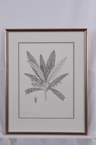 Drawing - Drawing, Botanical, Collin Elwyn Woolcock, Bedfordia Arborescens (Blanket Leaf), 1970-1990