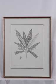 Drawing, Collin Elwyn Woolcock, Bedfordia Arborescens (Blanket Leaf), 1970-1990