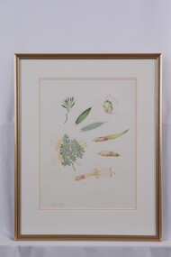 Drawing, Collin Elwyn Woolcock, Styphelia adscendens (Golden Heath), 1971