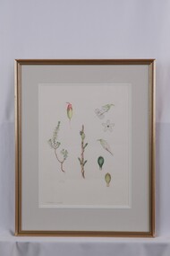 Drawing - Drawing, botanical, Collin Elwyn Woolcock, Leucopogon woodsii (Nodding/Broom Beard-heath), 1971