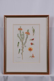 Drawing, Collin Elwyn Woolcock, Pultenaea humilis (Dwarf Bush-pea), 1977