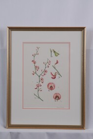 Drawing, Collin Elwyn Woolcock, Daviesia Brevifolia (Leafless Bitter-Pea), n.d