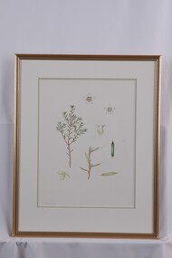 Drawing - Drawing, Botanical, Monotoca Scoparia (Prickly Broom-Heath), 1982